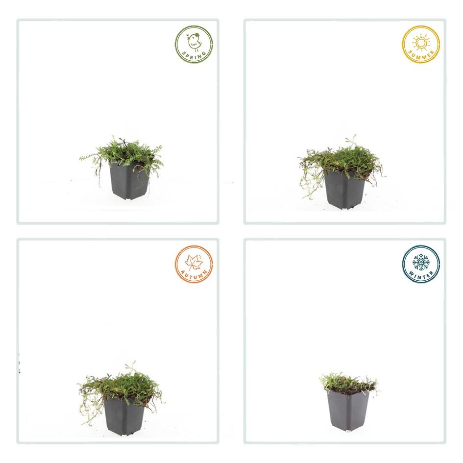 Koperknoopje (Leptinella squalida) - set van 6 – voor tuin & terras