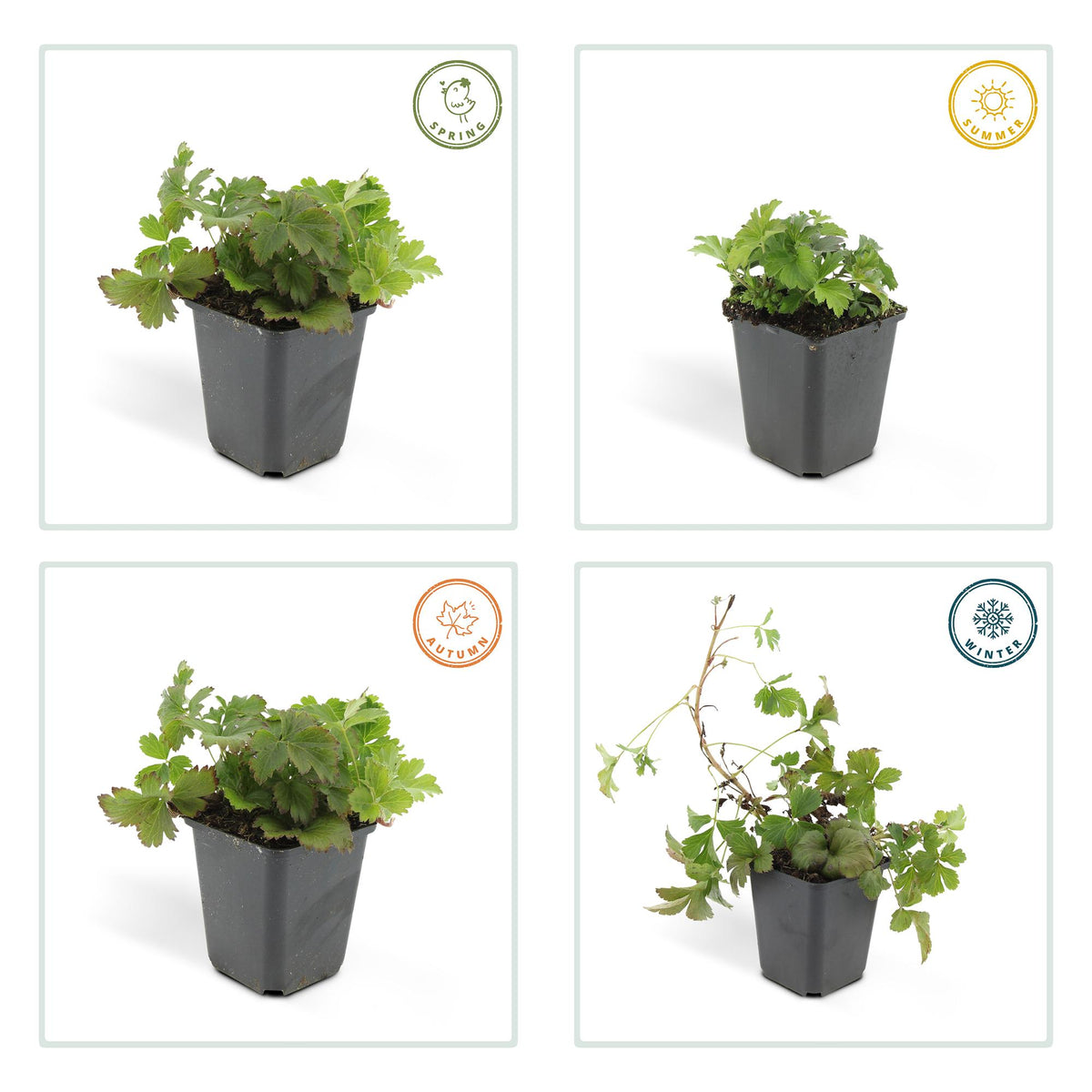 Goudaardbei (Waldsteinia ternata) - set van 6 – voor tuin & terras