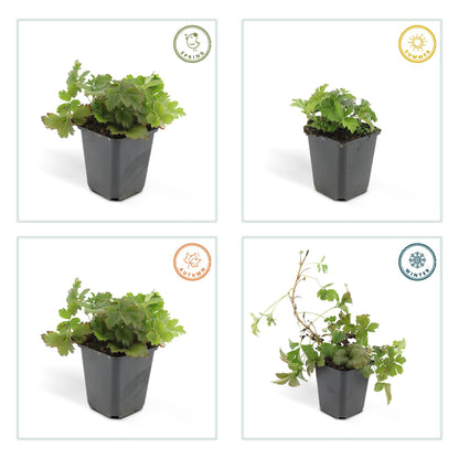 Goudaardbei (Waldsteinia ternata) - set van 6 – voor tuin & terras
