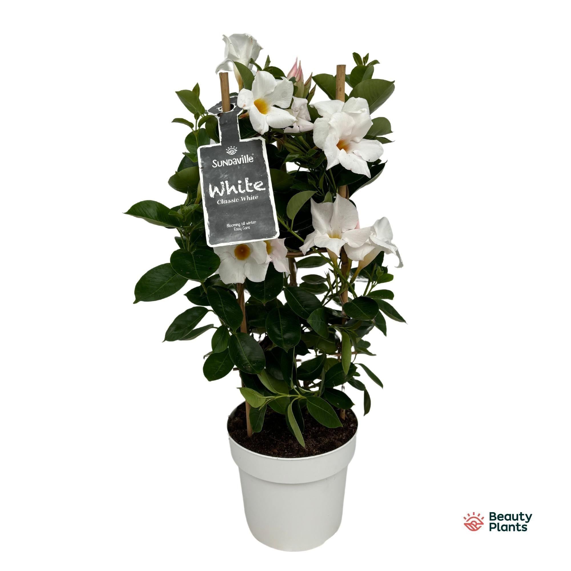 Mandevilla wit - 55 cm
