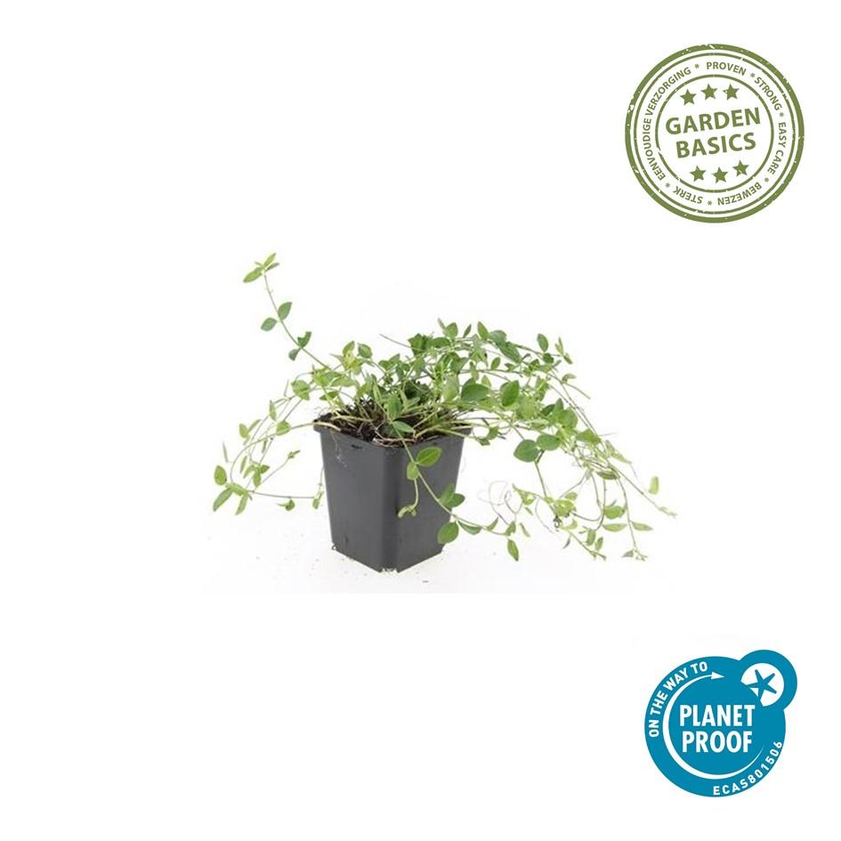 Kleine maagdenpalm 'Gertrude Jekyll' - set van 6 – voor tuin & terras