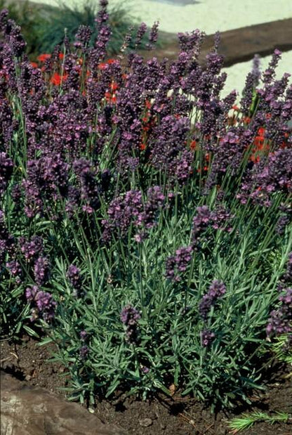 Lavendel 'Munstead' in bloei in de border