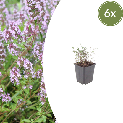 Echte tijm (Thymus vulgaris) - set van 6 – voor tuin & terras