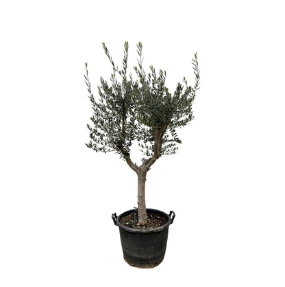 Olijfboom 230 cm