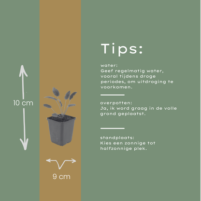Pimpernel 'Tanna' - set van 6 – voor tuin & terras