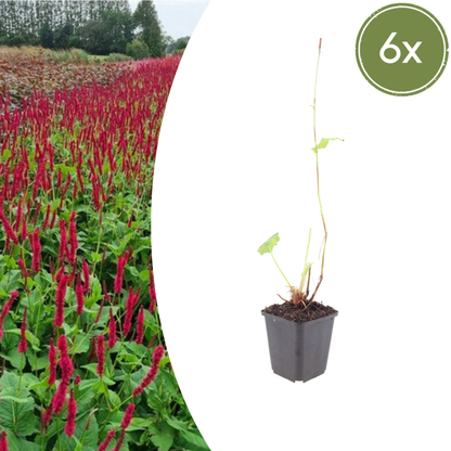 Duizendknoop 'Blackfield' - set van 6 – voor tuin & terras