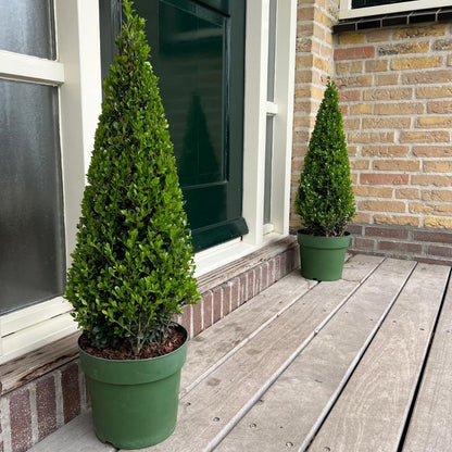 Hulst piramide (Ilex crenata) 55 cm – voor tuin & terras