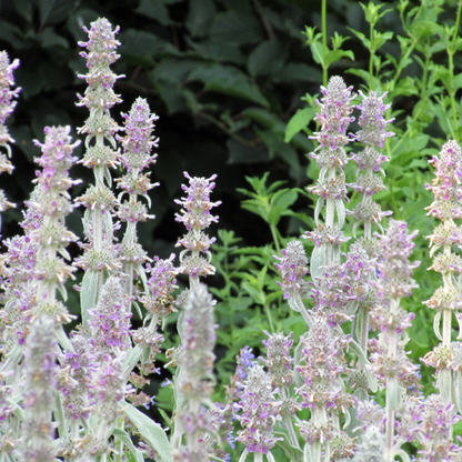 Ezelsoor 'Silver Carpet' - set van 6 – voor tuin & terras