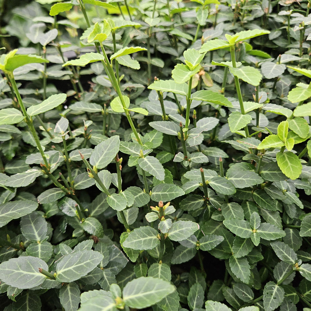 Kardinaalsmuts (Euonymus fortunei radicans) - set van 6 – voor tuin & terras