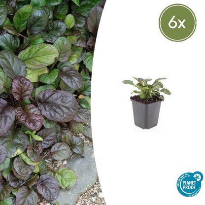 Kruipend zenegroen 'Catlin's Giant' - set van 6 – voor tuin & terras