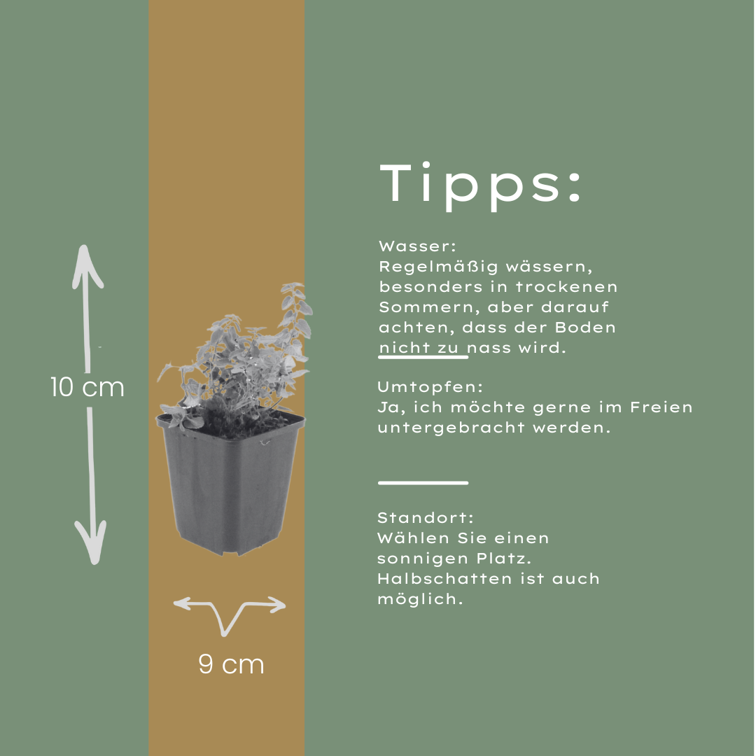 Kattenkruid (Nepeta faassenii) - set van 6 – voor tuin & terras