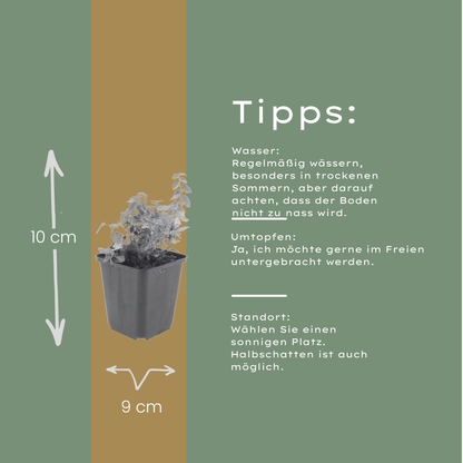 Kattenkruid (Nepeta faassenii) - set van 6 – voor tuin & terras
