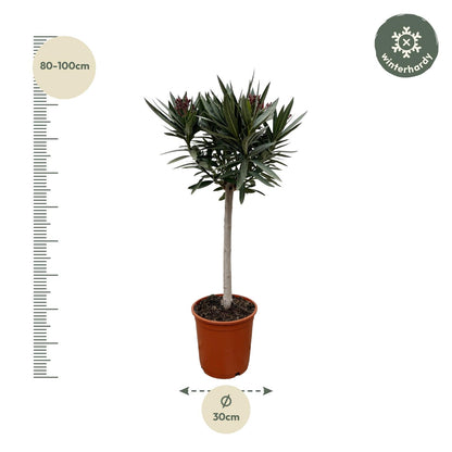Oleander op stam, rood - 90 cm