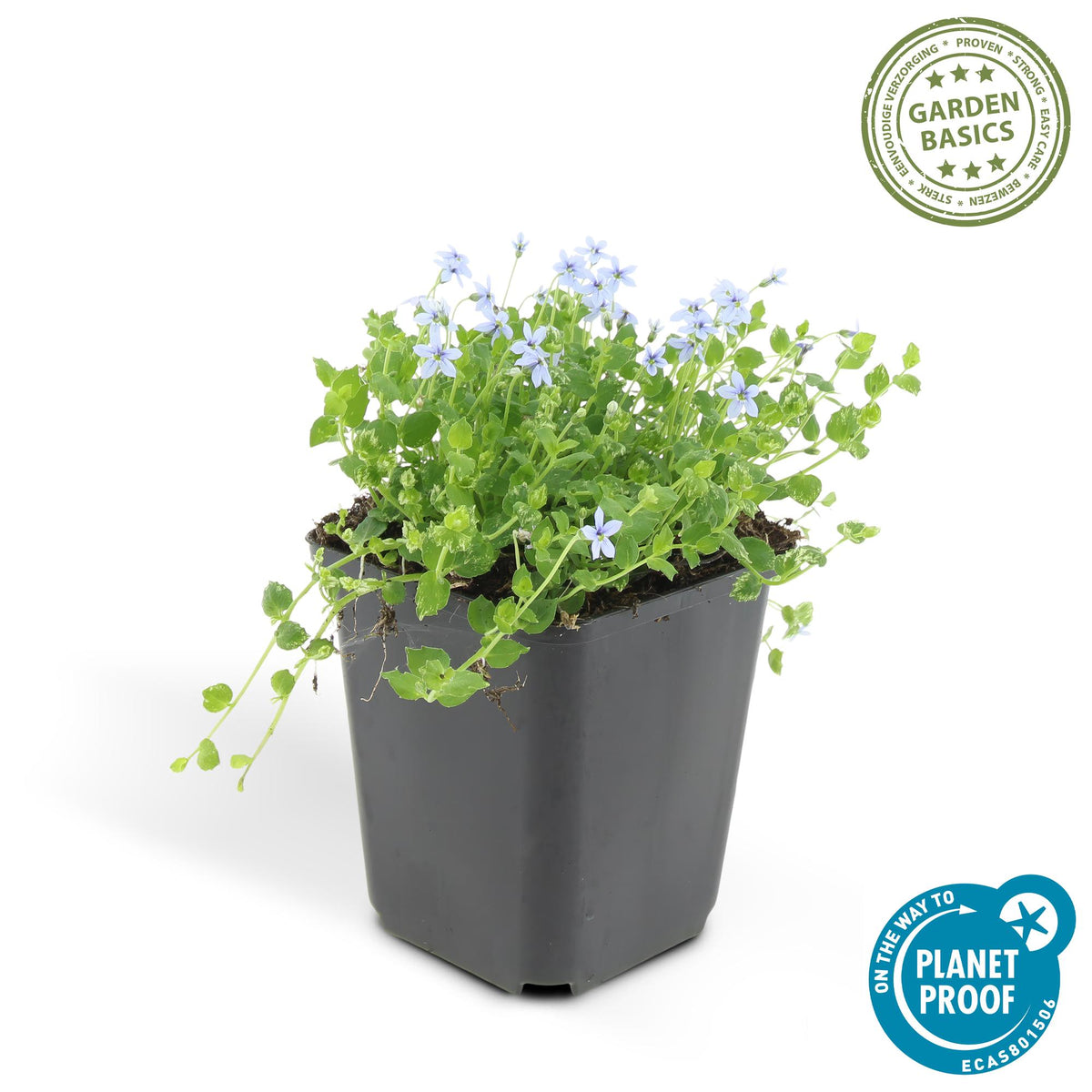 Blauw sterretje (Isotoma fluviatilis) - set van 6 – voor tuin & terras