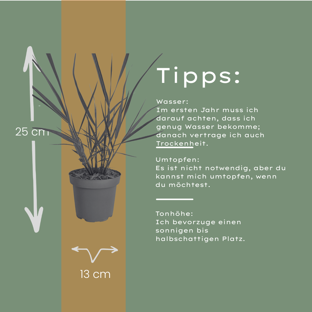 Vingergras 'Rotstrahlbusch' - set van 3 – voor tuin & terras