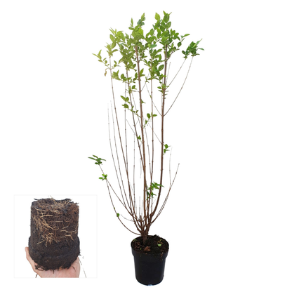 Palletdeal Haagplanten:  50 Ligustrum Ovalifolium ↕ 60-80 - Ø 19cm | Mini Pallet