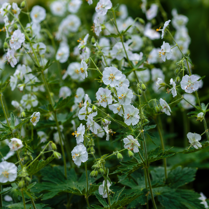 Ooievaarsbek 'White Ness' - set van 6 – voor tuin & terras