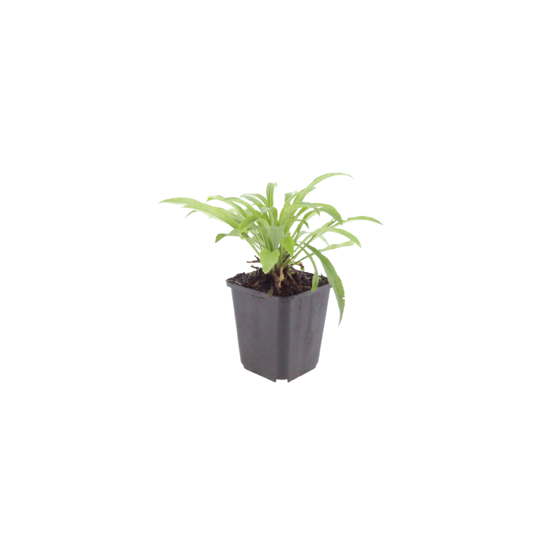 Prachtklokje 'Coerulea' - set van 6 – voor tuin & terras