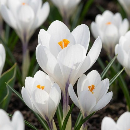 Witte krokus - 240 bloembollen