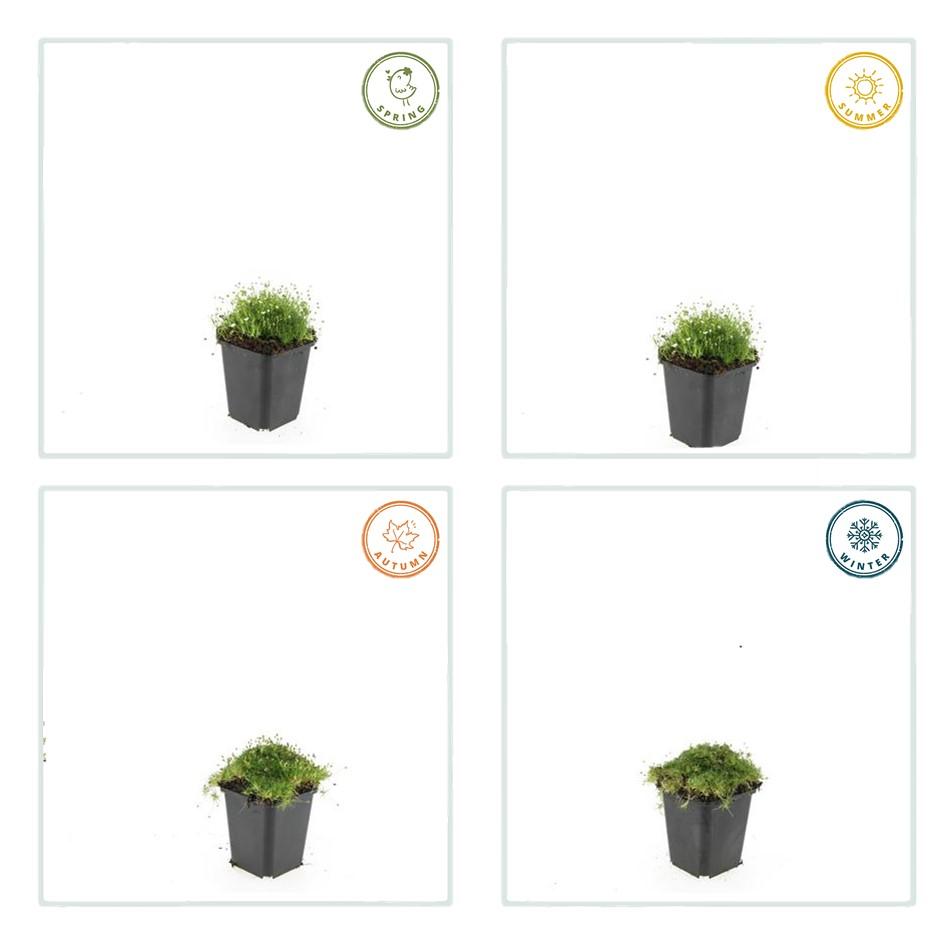 Vetmuur - set van 6 – voor tuin & terras