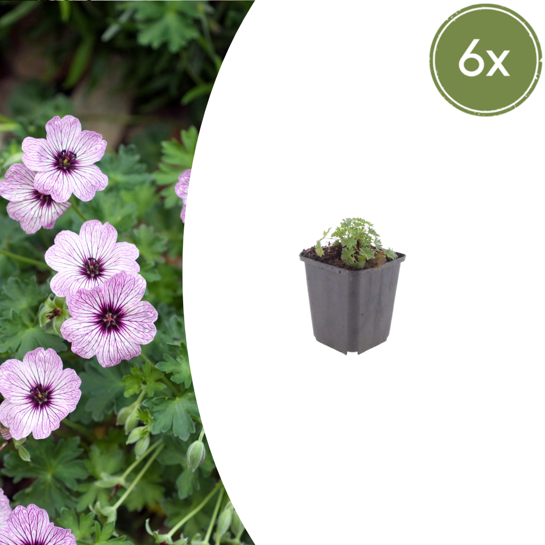 Ooievaarsbek 'Ballerina' - set van 6 – voor tuin & terras