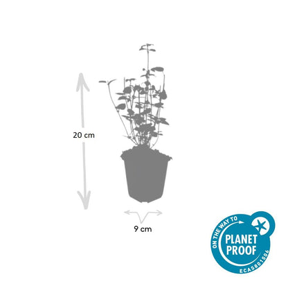 Dropplant 'Black Adder' - set van 6 – voor tuin & terras