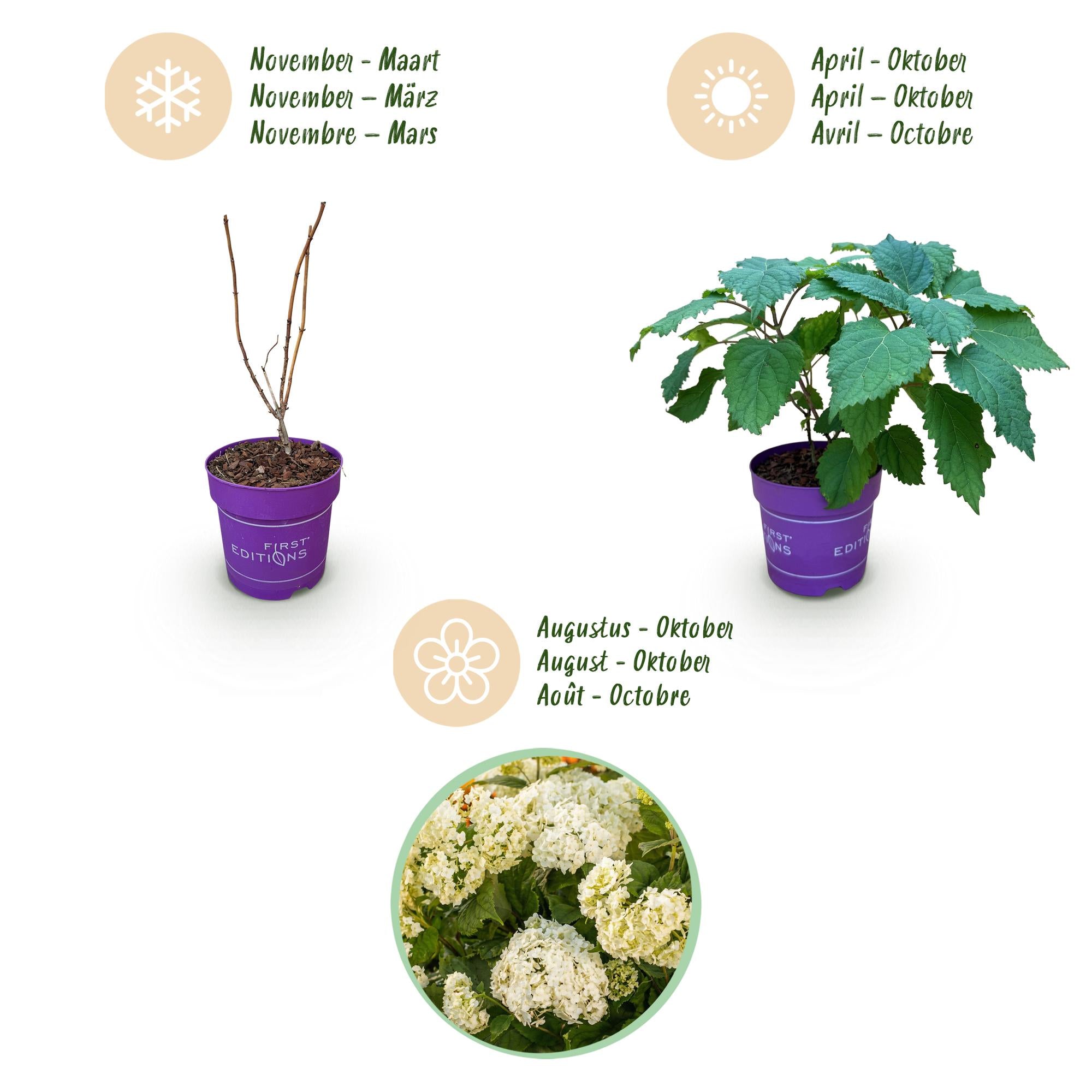 Sneeuwbalhortensia FlowerWOW wit (Hydrangea arborescens)