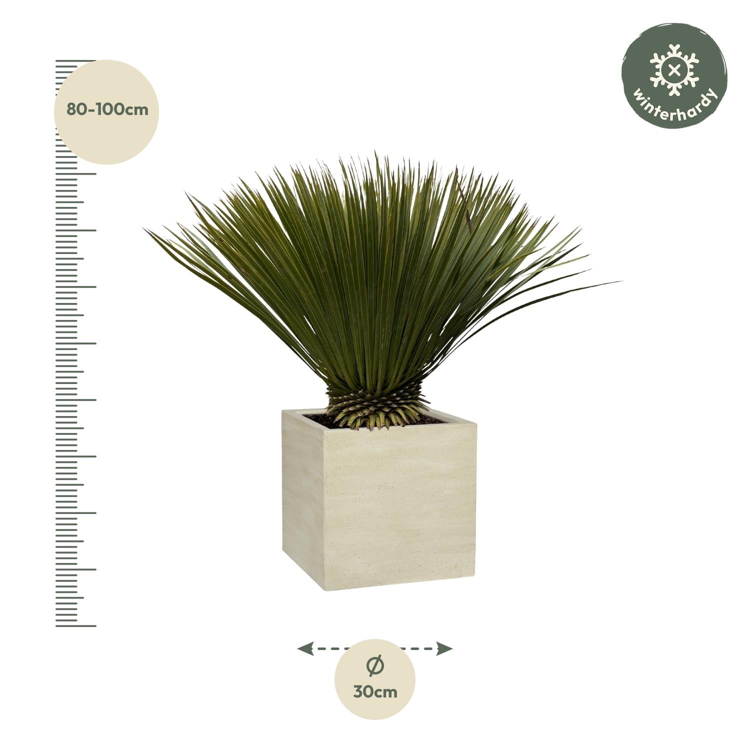 Yucca Rostrata — 70 cm
