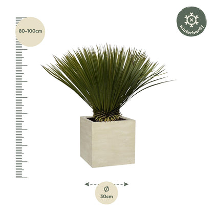 Yucca Rostrata — 70 cm