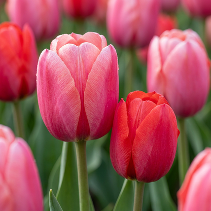Tulp roze en rood - 320 bloembollen