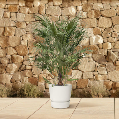 Chamaerops Humilis struik — Europese waaierpalm 170 cm