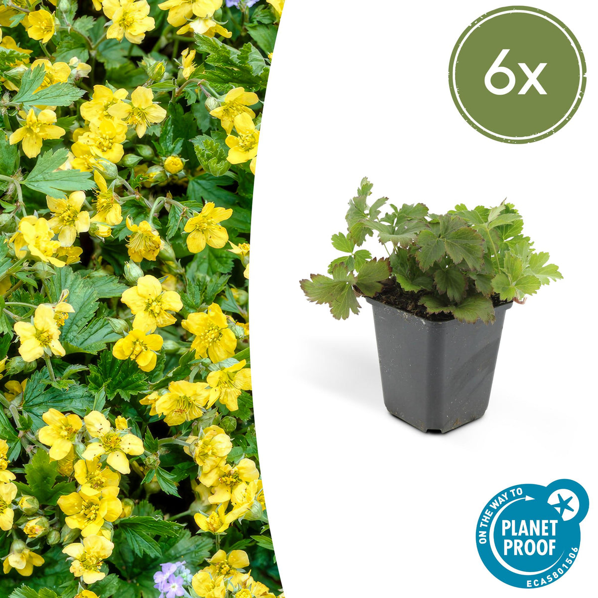 Goudaardbei (Waldsteinia ternata) - set van 6 – voor tuin & terras