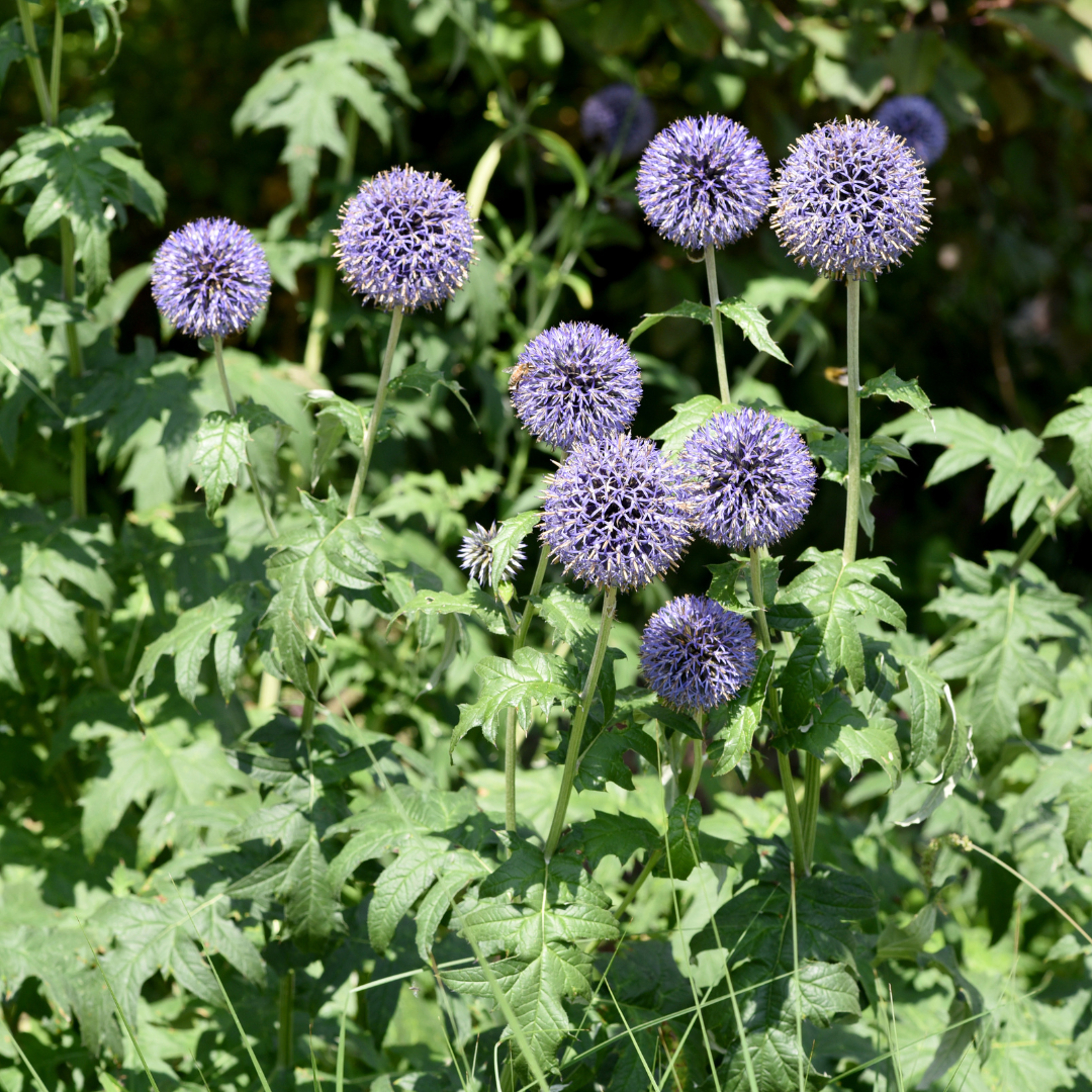 Kogeldistel - set van 6 – voor tuin & terras