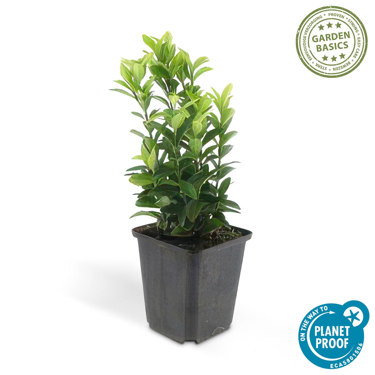 Kardinaalsmuts 'Green Spire' - set van 6 – voor tuin & terras