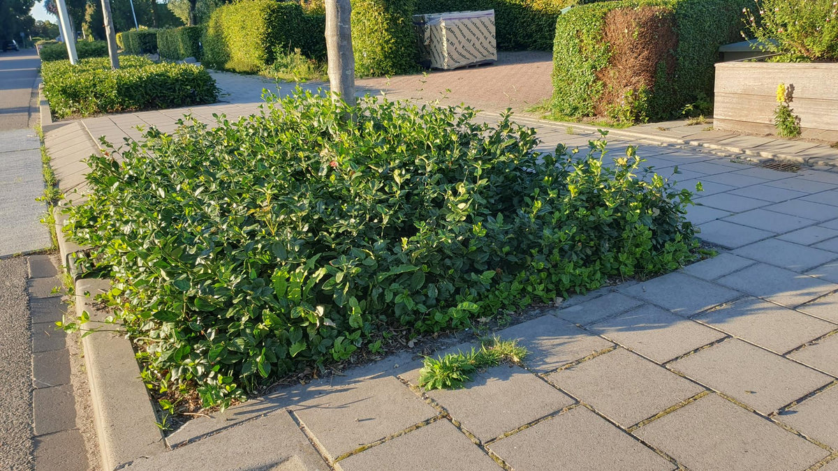 Kardinaalsmuts 'Coloratus' - set van 6 – voor tuin & terras