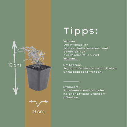 Rode valeriaan 'Coccineus' - set van 6 – voor tuin & terras