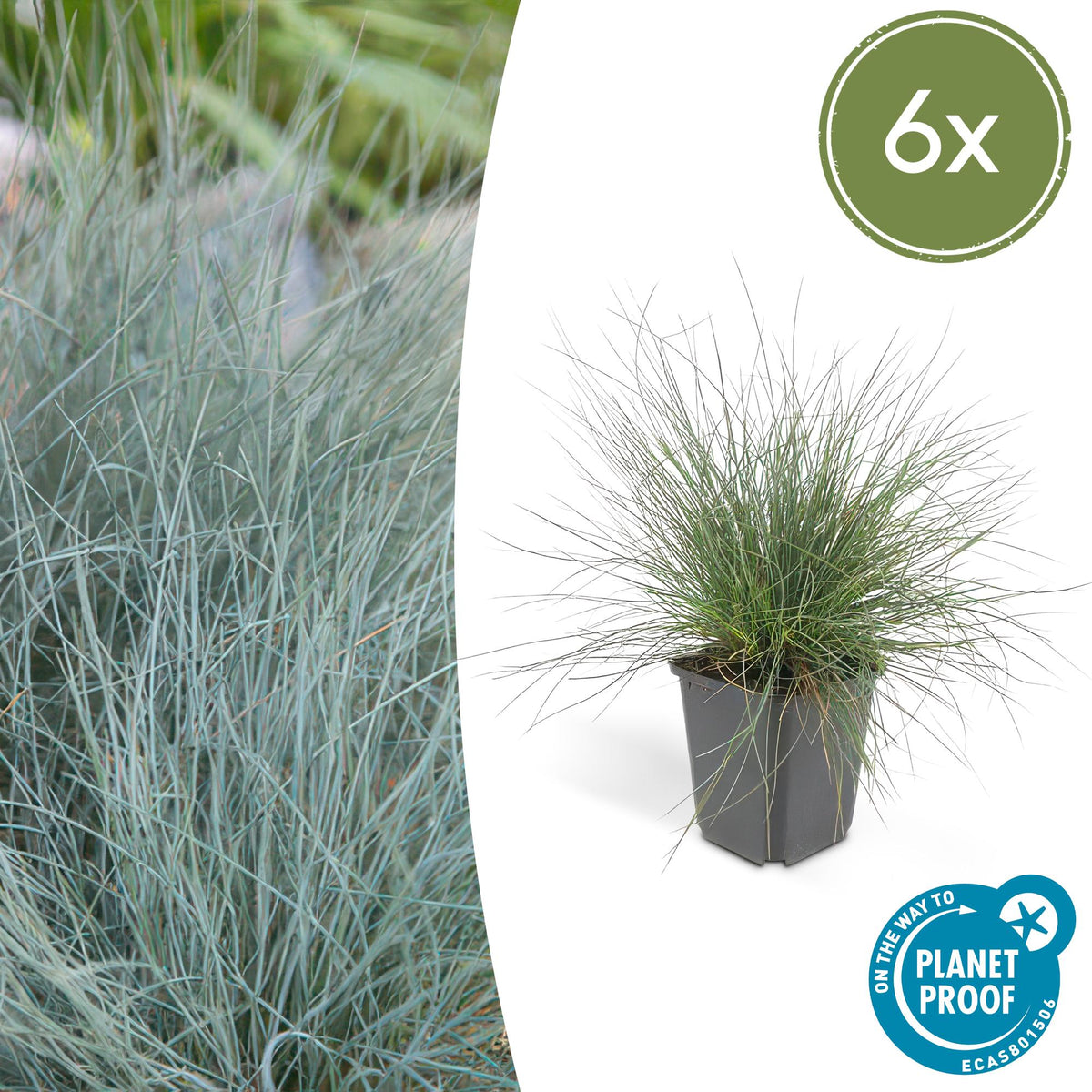 Blauw schapengras 'Elijah Blue' - set van 6 – voor tuin & terras