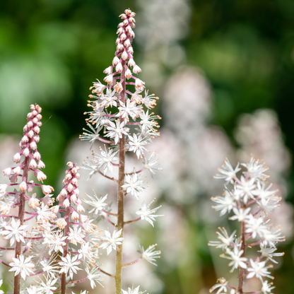 Schuimbloem (Tiarella cordifolia) - set van 6 – voor tuin & terras