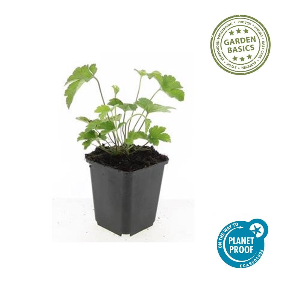 Herfstanemoon 'Robustissima' - set van 6 – voor tuin & terras