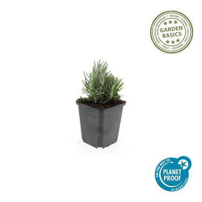 Lavendel 'Dwarf Blue' - set van 6 – voor tuin & terras
