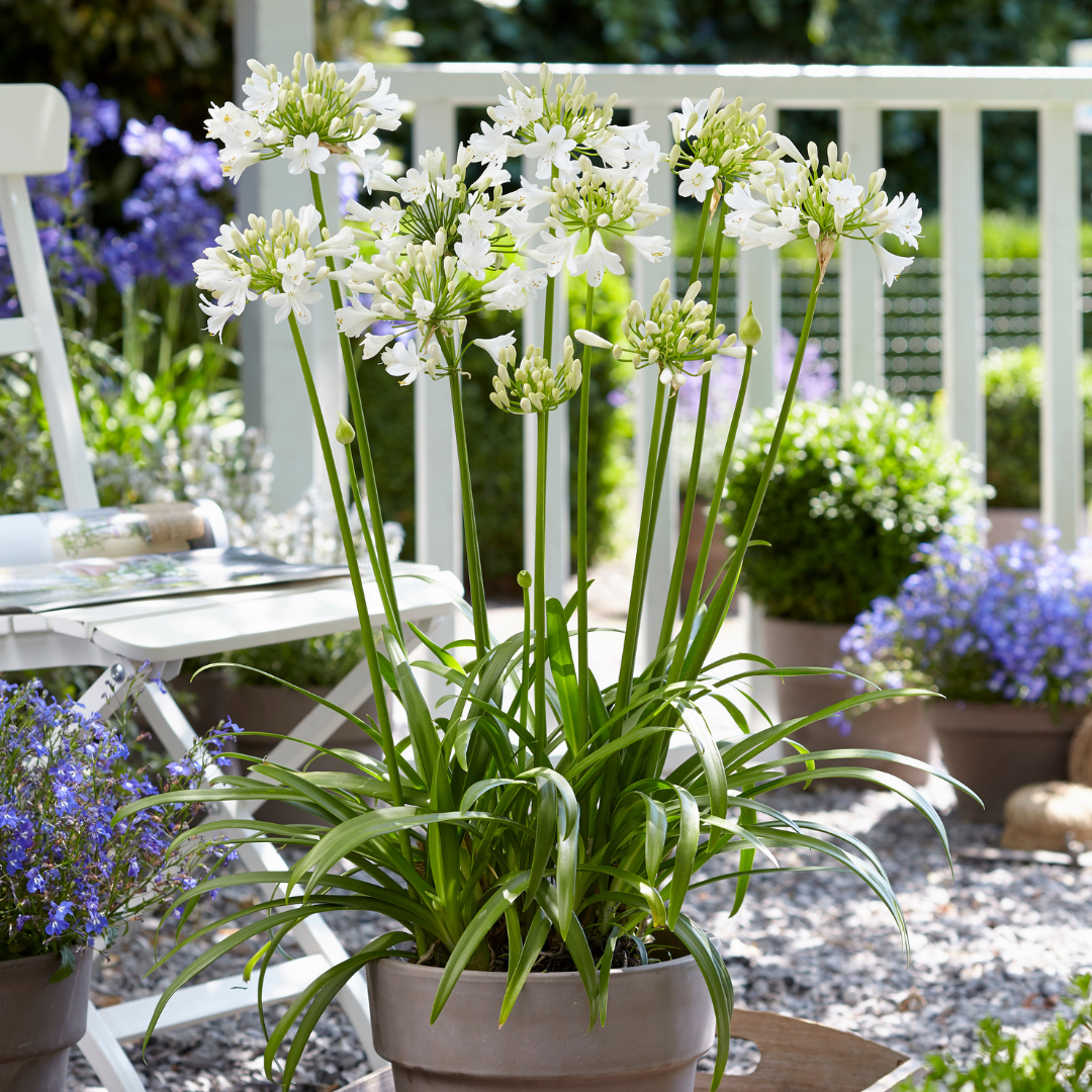 Agapanthus 'Everwhite' — Afrikaanse lelie, wit (Ø23)