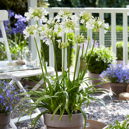Agapanthus 'Everwhite' — Afrikaanse lelie, wit (Ø23)