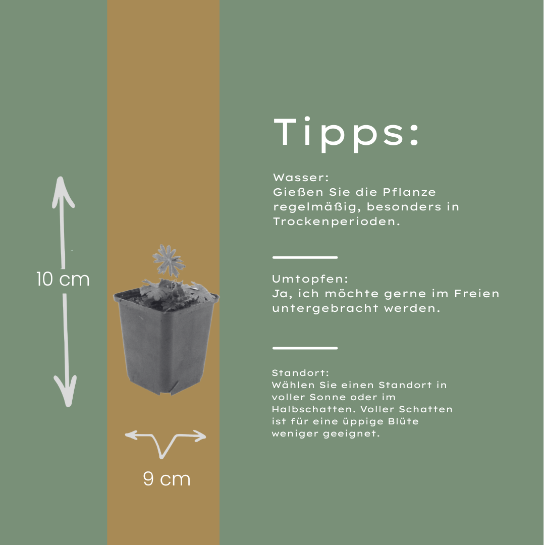 Bloedooievaarsbek (Geranium sanguineum) - set van 6 – voor tuin & terras