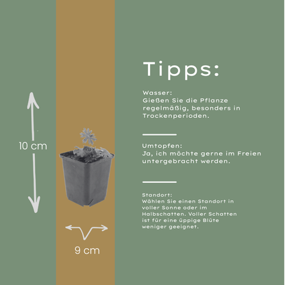 Bloedooievaarsbek (Geranium sanguineum) - set van 6 – voor tuin & terras
