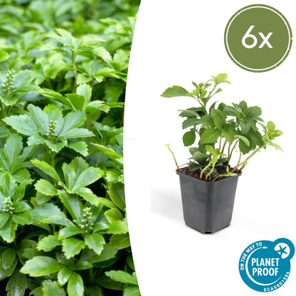 Schaduwkruid 'Green Carpet' - set van 6 – voor tuin & terras