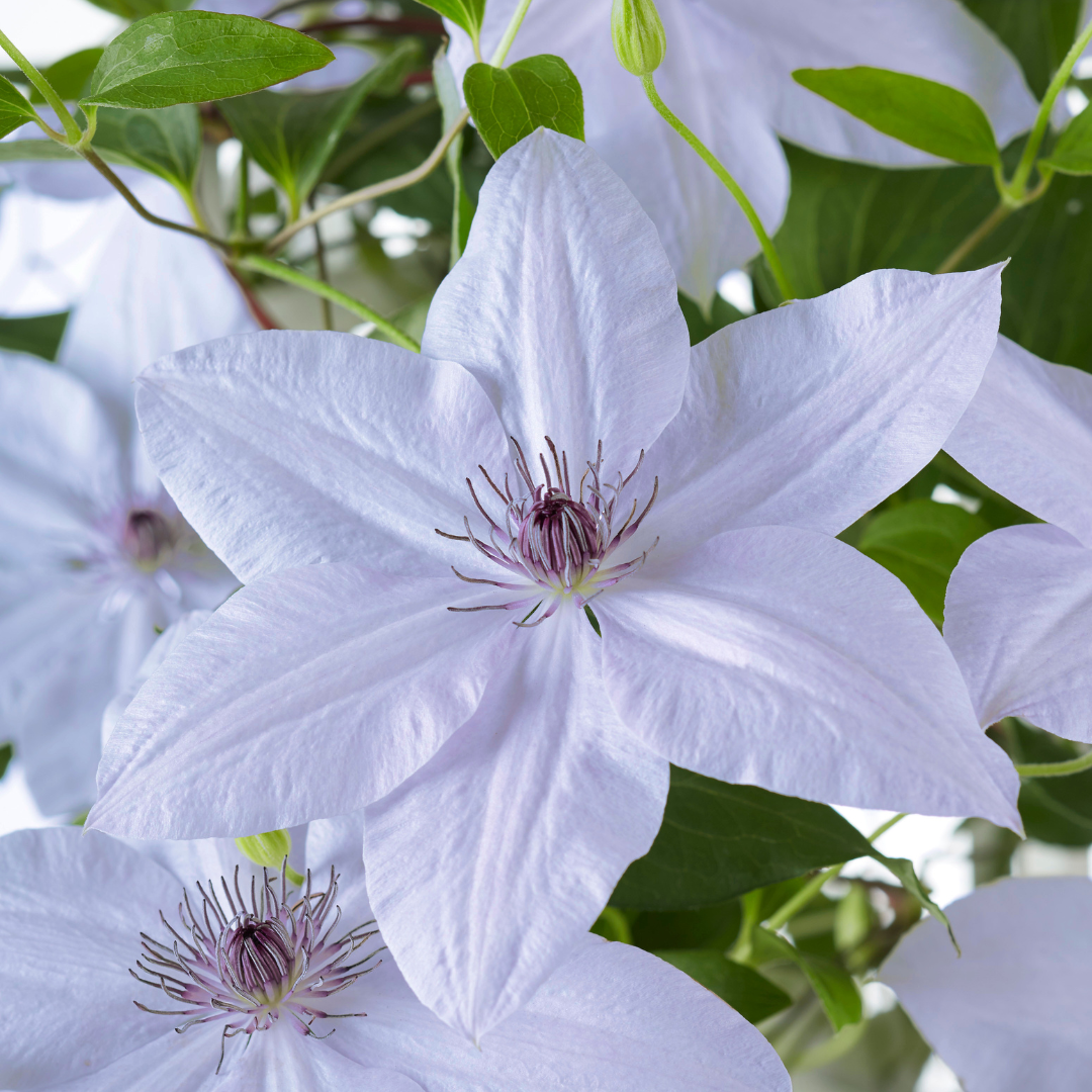 Clematis 'Double Up' bloem in close-up