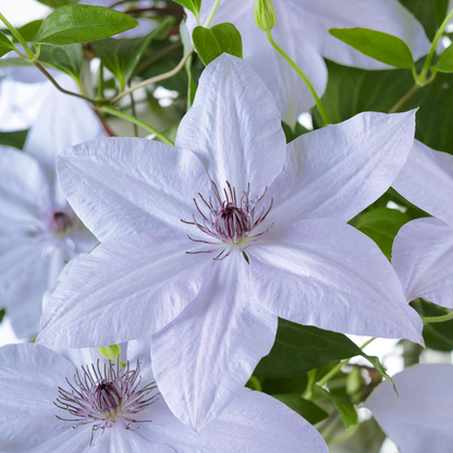 Clematis 'Double Up' bloem in close-up