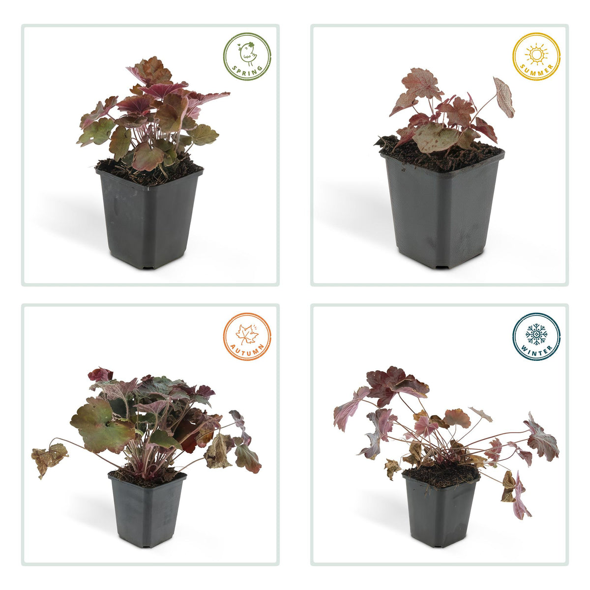 Purperklokje 'Palace Purple' (Heuchera), productfoto 4