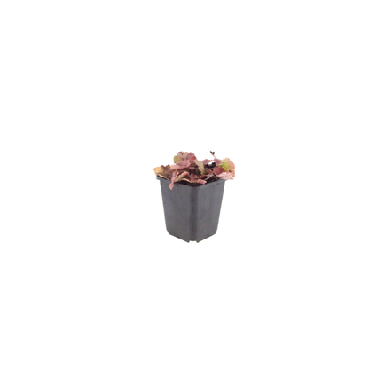 Schuimbloem (Tiarella cordifolia) - set van 6 – voor tuin & terras