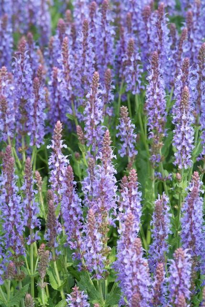 Siersalie 'Caradonna' (Salvia), productfoto 3